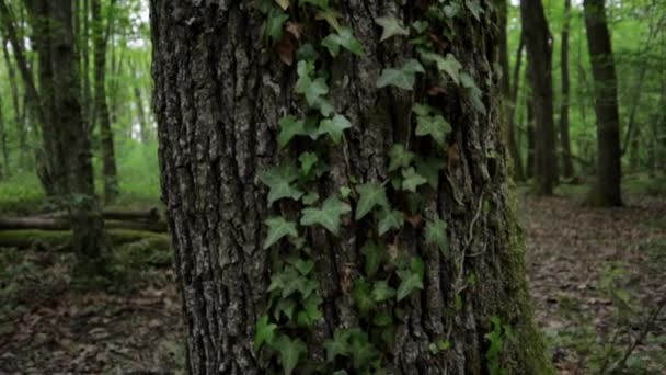 Foglie Vite Appese Sul Grande Tronco Albero Calma Foresta Vuota — Video Stock