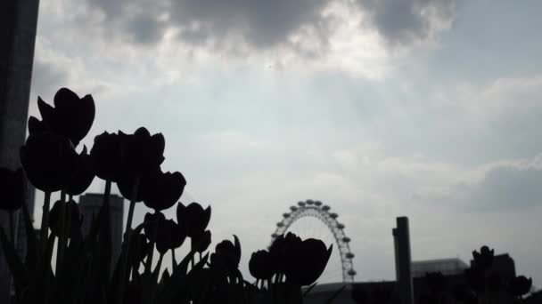Siloette Tulipani Con London Eye Sullo Sfondo — Video Stock