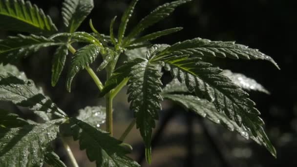 Jóvenes Plantas Cannabis Cubiertas Rocío Matutino Cerca — Vídeos de Stock