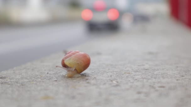 小蜗牛勇敢地面对紧邻车道的水泥墙 缓慢地移动 与高速车辆形成鲜明对比 特写镜头仍以注意力分散的背景拍摄 — 图库视频影像