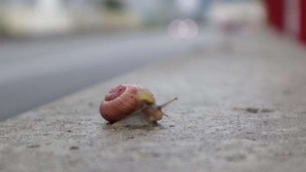 Small Snail Alone Concrete Wall Road Background Moving Slowly Sped — Stock Video