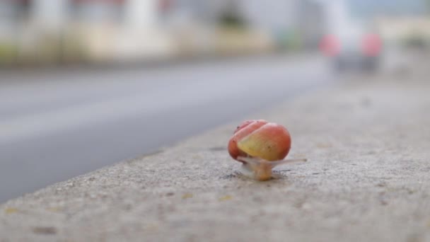콘크리트 도로에 자랑작은 달팽이 중간에 여전히 가까이 — 비디오