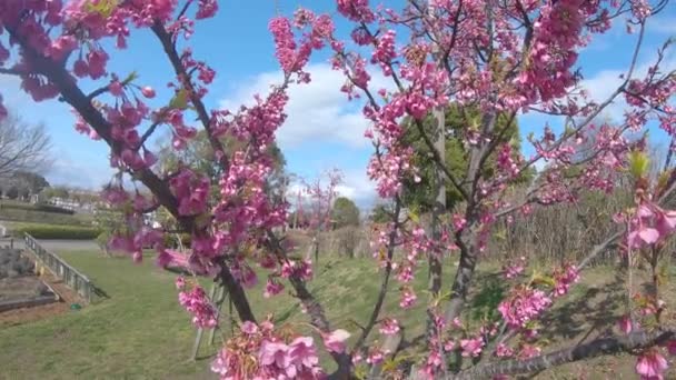 Kanhizakura Flor Japonesa Cerezo Soplando Viento Parque Público — Vídeos de Stock