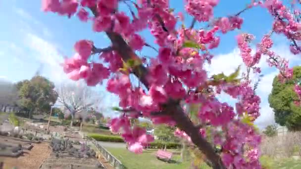 Kanhizakura Japansk Körsbärsblomma Blåser Vinden Pan Vänster — Stockvideo