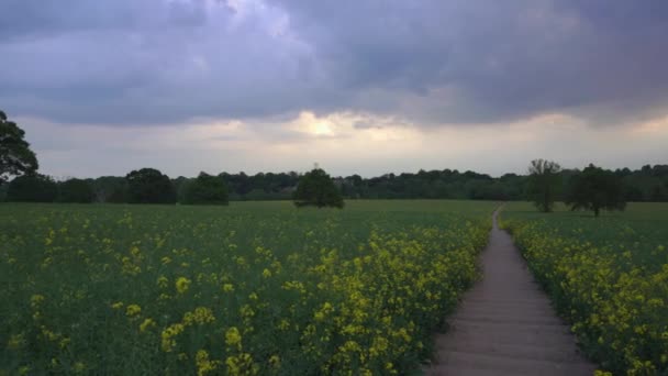 Wunderschönes Gelbes Rapsblütenfeld Einem Sommerabend Bei Sonnenuntergang Old Milverton Leamington — Stockvideo