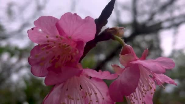 Kanzakura Sakura Japonský Třešňový Květ Vanoucí Větru Panning — Stock video