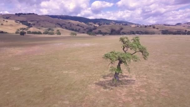 Strzał Drona Lotniczego Samotnego Drzewa Dużej Równinie Złotej Kalifornii Wczesny — Wideo stockowe