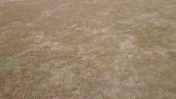 Воздушный Дрон Снятый Одиноким Деревом Большой Равнине Золотой Калифорнии Ранним — стоковое видео