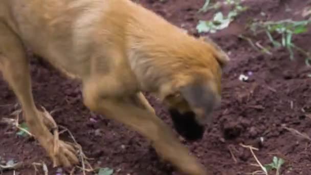 Een Duitse Sheppard Pup Helpt Graag Graven Grond Terwijl Een — Stockvideo