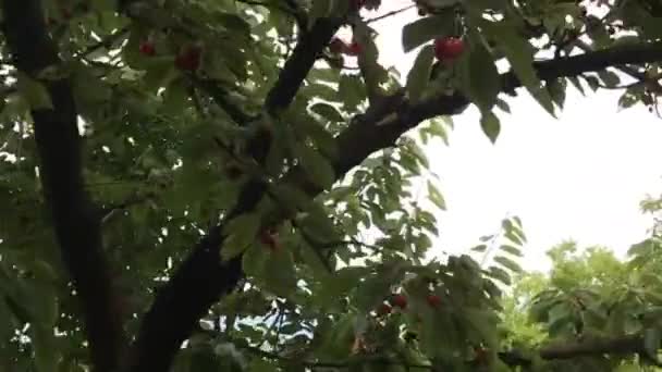 Sob Frutos Cerejeira Gordos — Vídeo de Stock