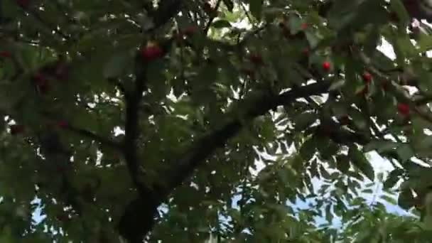 Cherry Tree Picking Hot Spring Day — Stock video