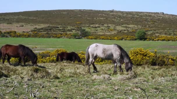Klidná Pastva Dartmoor Ponies Sharp Tor Rugged Devon Countryside England — Stock video