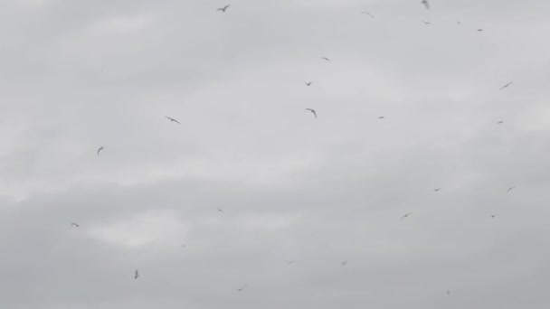 Flock Birds Fly Overcast Day — Stock Video