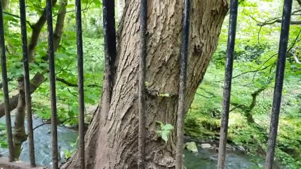 Penutup Pohon Tumbuh Dalam Dan Melalui Pagar Logam Pohon Ditumbuhi — Stok Video