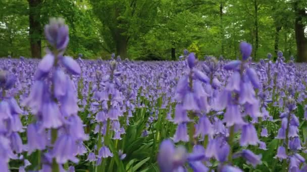 Знімок Поля Блакитних Квітів — стокове відео