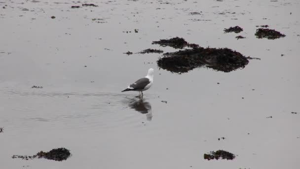 カモメの周りを歩いて 泥の中に食べ物を探しています カモメは海の砂の中を歩く 海の海岸線の湿った砂浜を歩く小さな白と灰色のカモメ — ストック動画