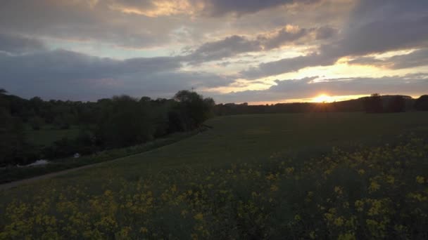 Leamington Spa Warwickshire Ngiltere Ngiltere Yakınlarındaki Sarı Kolza Çiçeği Tarlasında — Stok video