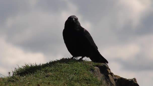 American Raven Μαύρο Κοράκι Στο Λόφο Συννεφιασμένο Ουρανό Για Φόντο — Αρχείο Βίντεο