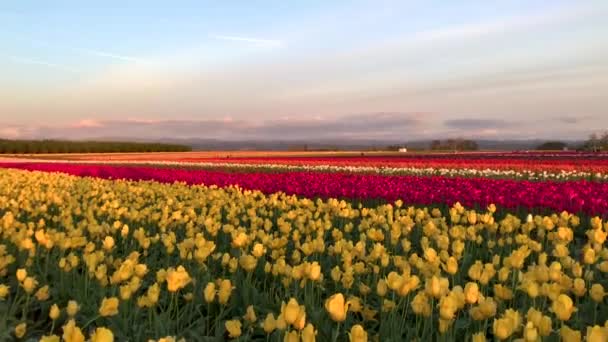 Ряды Разноцветных Тюльпанов Тюльпановой Ферме Орегоне — стоковое видео