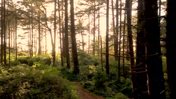 Drone Latający Powoli Przez Tajemniczy Piękny Las Oregonu Promieniami Słońca — Wideo stockowe