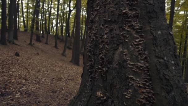 Naturen Skogen Vakker Utsikt Trær Natur Solrik Dag – stockvideo