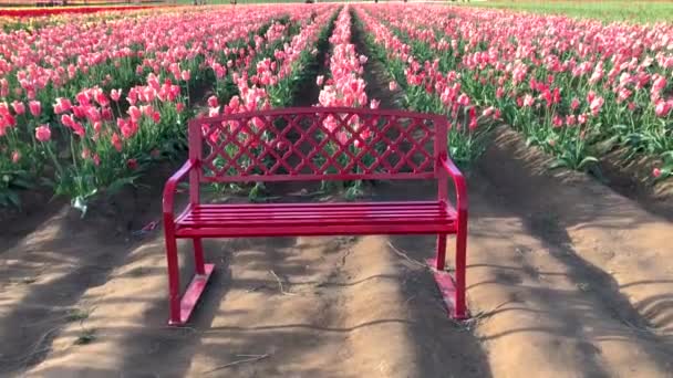 Banco Vermelho Frente Fileiras Belas Tulipas Suavemente Soprando Brisa Câmera — Vídeo de Stock