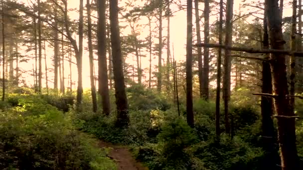 Drone Volando Lentamente Hacia Atrás Través Tranquilo Hermoso Bosque Oregon — Vídeos de Stock