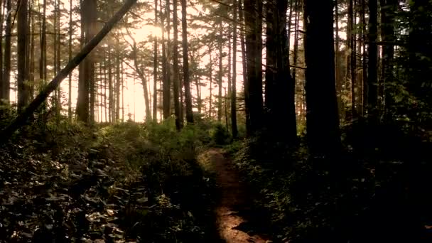 Беспилотник Медленно Поднимается Через Листву Красивом Лесу Солнечными Лучами Светящимися — стоковое видео