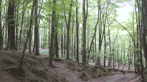 森林里的自然阳光明媚的日子里 树木和大自然的美丽景色 — 图库视频影像
