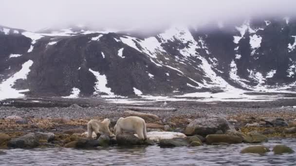 Een Ijsbeer Moeder Haar Kalf Voeden Zich Met Aangespoelde Walvis — Stockvideo