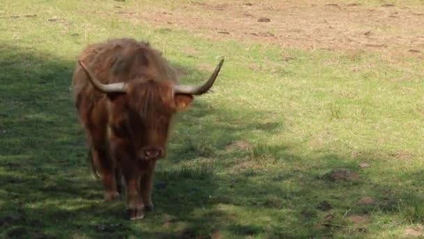 Vaca Pasto Escocia Highland Cow Campo Mostrando Sus Pelos Largos — Vídeos de Stock