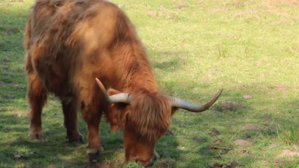 苏格兰斯凯岛上的毛茸茸的高地奶牛 苏格兰山上的高地牛群 著名的苏格兰高地奶牛 高地奶牛吃草 苏格兰牧场上的奶牛 — 图库视频影像
