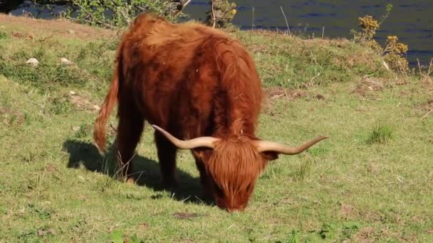 Vaca Escocesa Montañesa Pastos — Vídeos de Stock