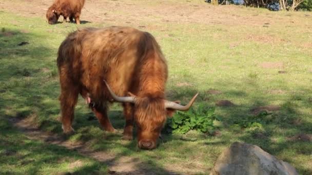 Highland Cow Campo Mostrando Sus Pelos Largos Scotland Angus Bulls — Vídeos de Stock