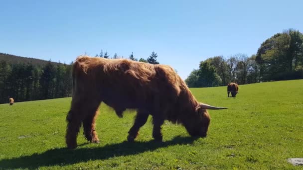 Taureau Isolé Vaches Petites Races Veaux Vache Montagnarde Ecosse Furry — Video