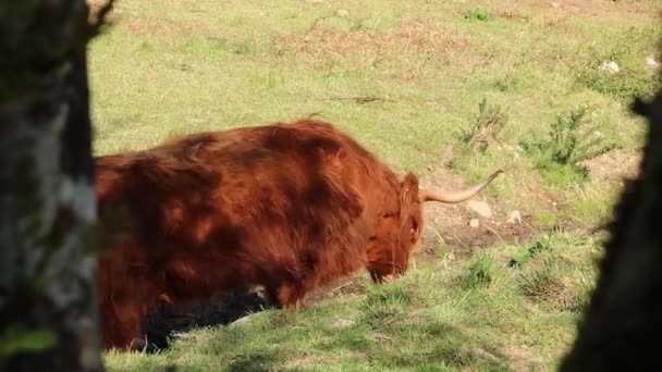 Cows Pasture Scotland Famous Scottish Highland Cow Furry Highland Cow — Stock Video