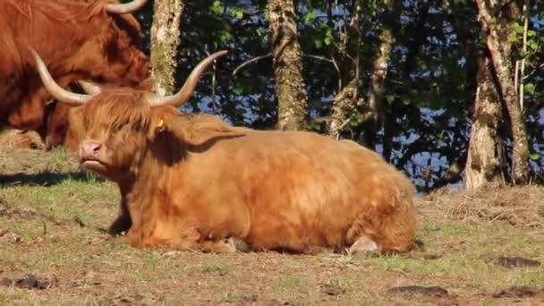 Bydło Górskie Jest Typowym Symbolem Szkockich Wyżyn Highland Cow Polu — Wideo stockowe