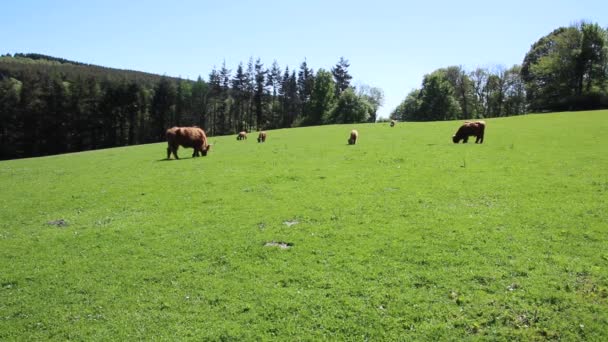Διάσημη Σκωτσέζικη Αγελάδα Σκωτσέζικη Αγελάδα Χάιλαντ Μεμονωμένοι Ταύροι Αγελάδες Και — Αρχείο Βίντεο