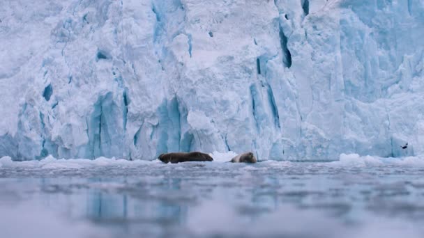 Two Bearded Seals Float Icebergs Front Glacier Look Anxiously Filmed — Stock Video
