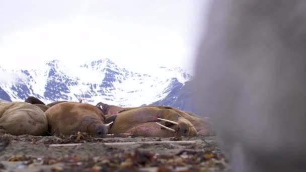 Stado Dzikich Morsów Śpi Plaży Svalbard Wysokiej Arktyce Klip Zawiera — Wideo stockowe