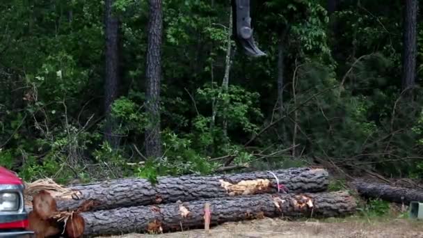 Відро Великих Екскаваторів Дерев Складених Після Очищення Землі Нового Будівництва — стокове відео