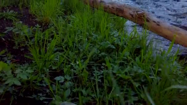 Rivière Glomma Dans Forêt Dans Comté Hedmark Norvège — Video