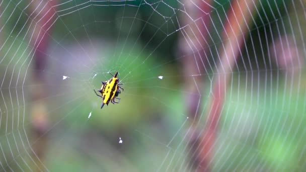 Gul Och Svart Juvel Spindel Väntar Spindelnät Gasteracantha Fornicata — Stockvideo