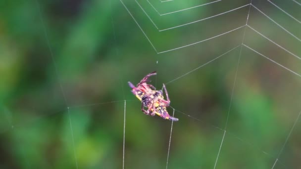 Macro Spinachtige Ruggesteun Spin Draait Web Gele Zwarte Orb Weaver — Stockvideo