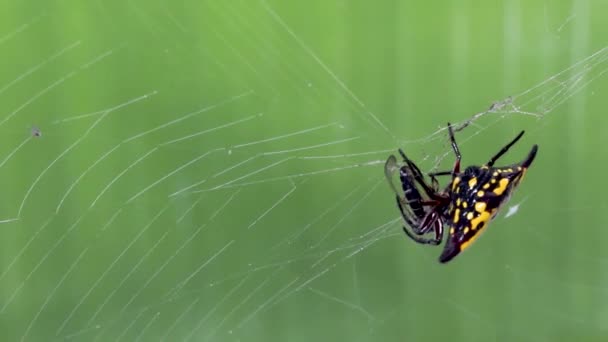 刺球织蜘蛛用丝绸 黄色和黑色的圣诞蜘蛛包裹猎物 — 图库视频影像