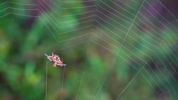 Spinnenwever Spinnenspin Spinnend Een Web Geel Zwart Kerstspin — Stockvideo