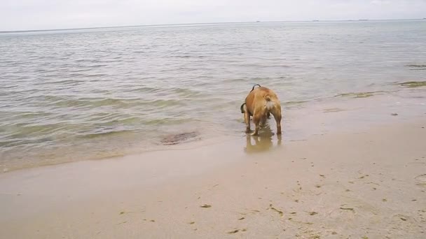 Francouzský Buldok Dobře Baví Mořském Dně Písek Voda — Stock video