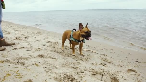 Bulldog Francés Pasar Buen Rato Seasite Arena Agua — Vídeo de stock