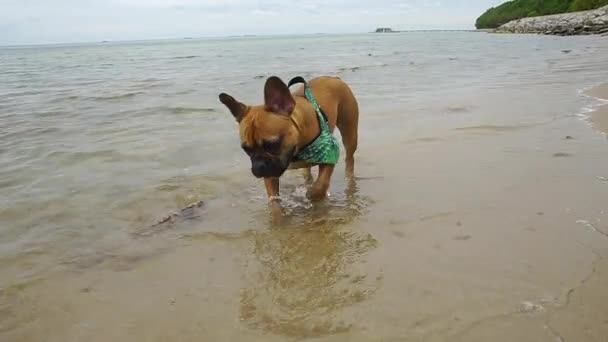 French Bulldog Have Nice Time Seasite Sand Water — Stock Video