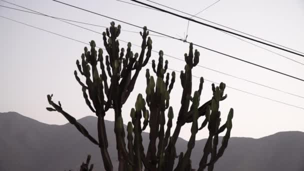 Cactus Grande Cavo Stradale Durante Tramonto Molina Lima Perù — Video Stock